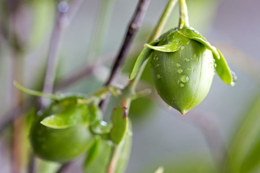 INGREDIENT SPOTLIGHT: Jojoba Oil