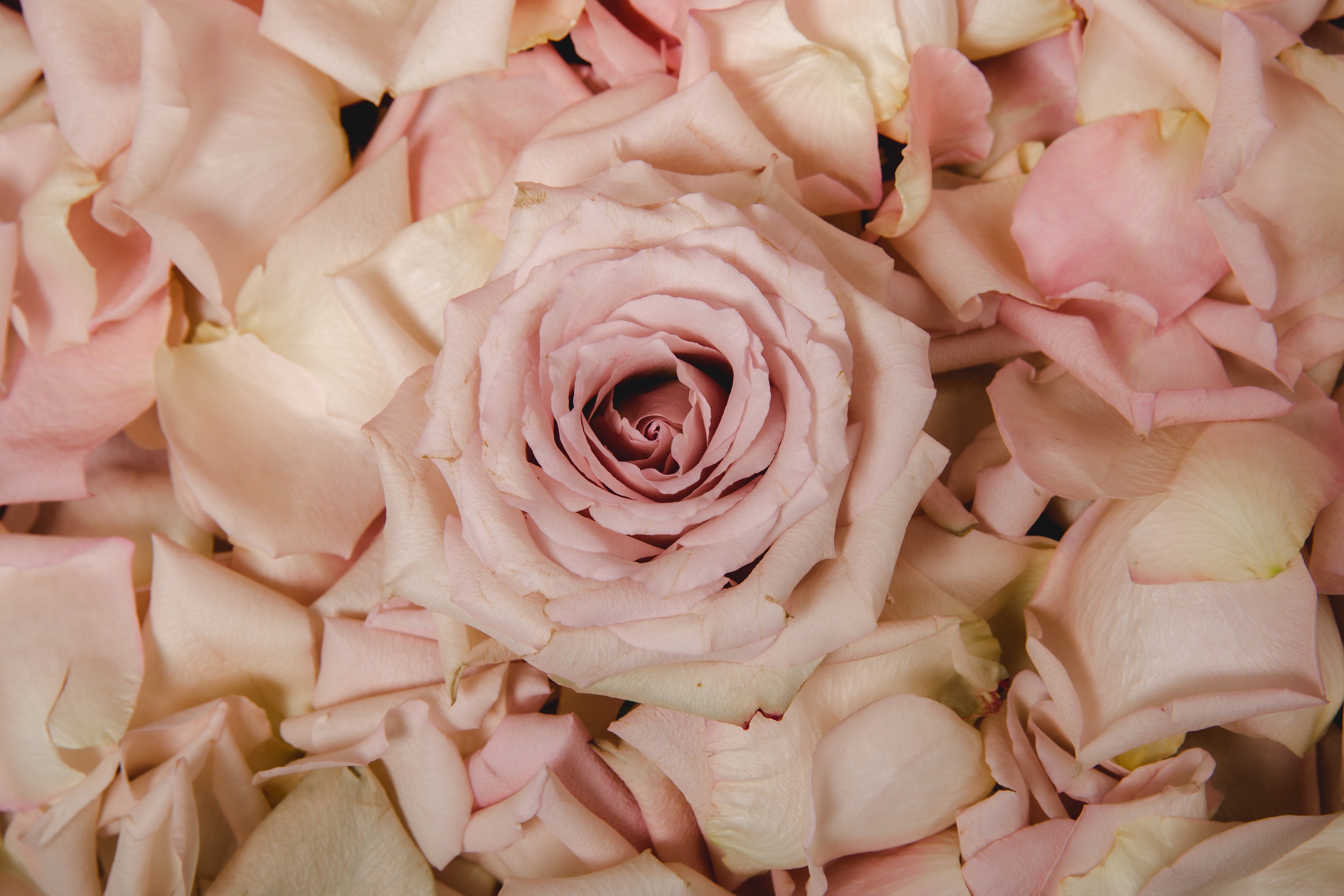 Geranium Rose Epsom Salt Soak